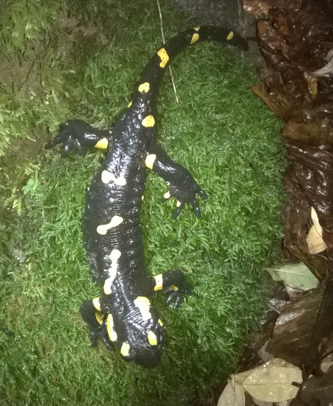 la salamandra del Boscherini
